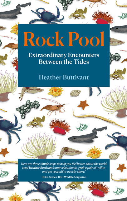 Rock Pool, Heather Buttivant
