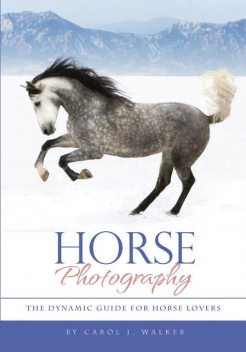Horse Photography, Carol J.Walker
