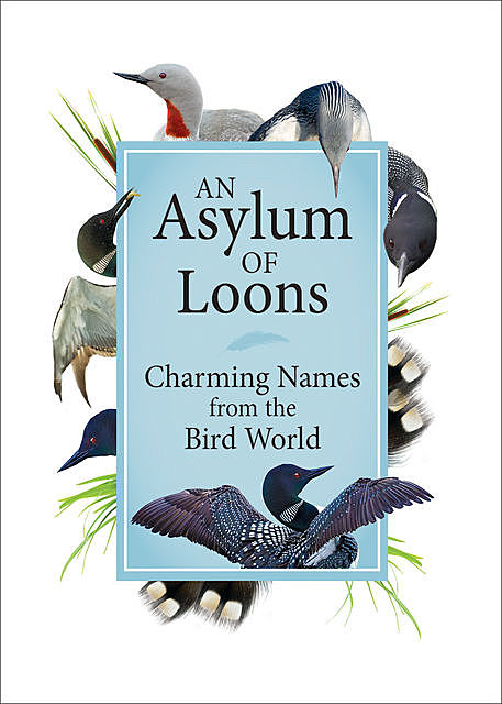 An Asylum of Loons, Adventure Publications
