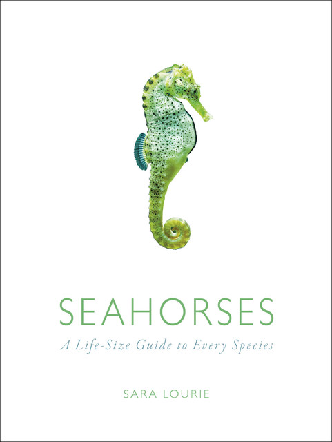 Seahorses, Sara Lourie