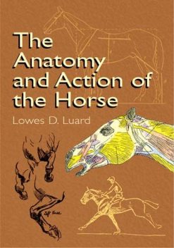 The Anatomy and Action of the Horse, Lowes D.Luard