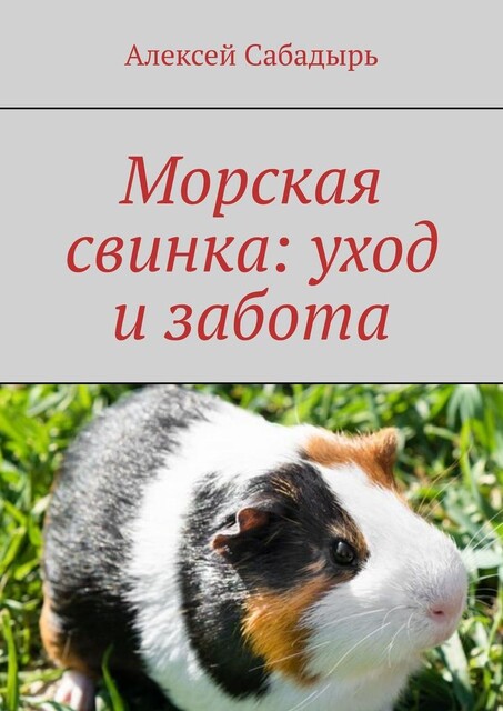 Морская свинка: уход и забота, Алексей Сабадырь