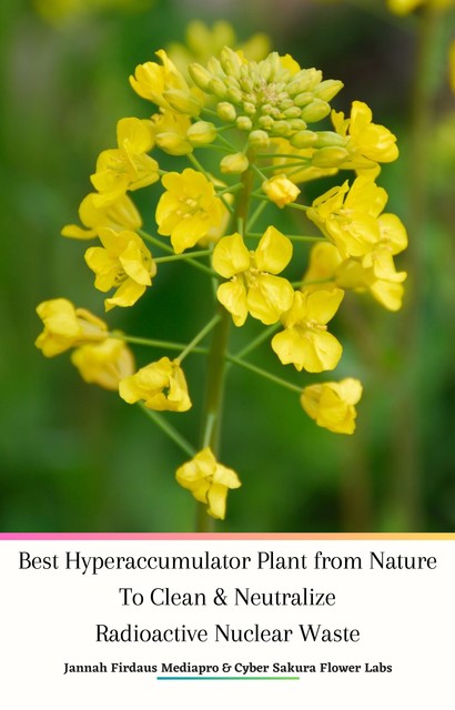 Best Hyperaccumulator Plant from Nature To Clean & Neutralize Radioactive Nuclear Waste, Jannah Firdaus Mediapro, Cyber Sakura Flower Labs