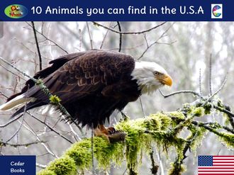 10 Animals you can find in the USA, Cedar Books