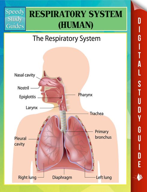 Respiratory System (Human) Speedy Study Guides, Speedy Publishing