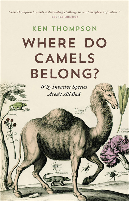 Where Do Camels Belong, Ken Thompson