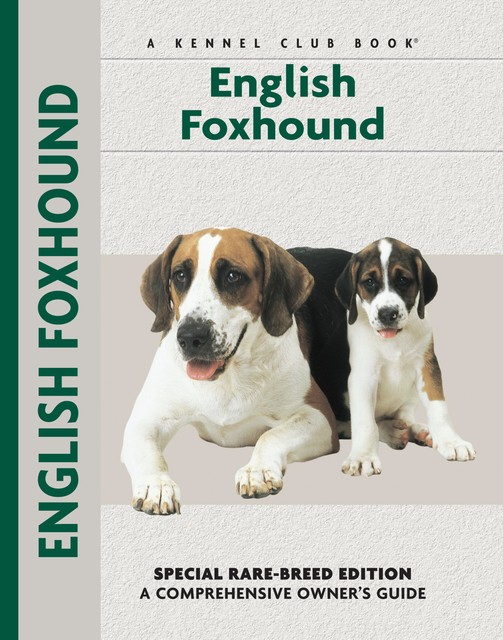 English Foxhound, Chelsea Devon