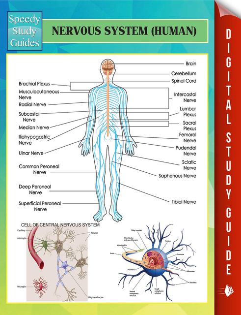Nervous System (Human) Speedy Study Guides, Speedy Publishing
