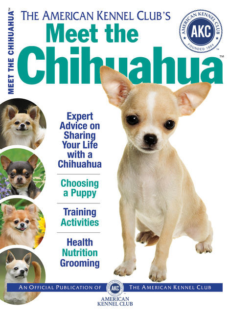 Meet the Chihuahua, American Kennel Club