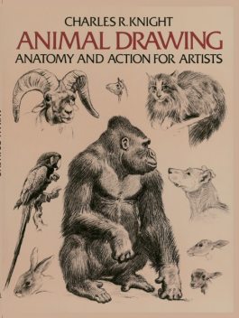 Animal Drawing, Charles Knight