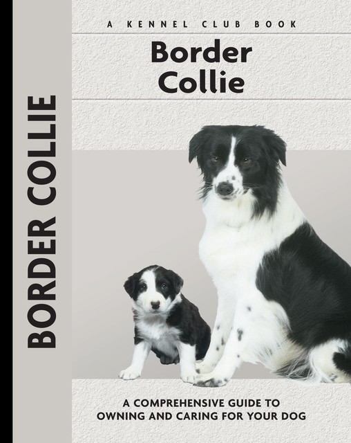 Border Collie, Stephen Sussam