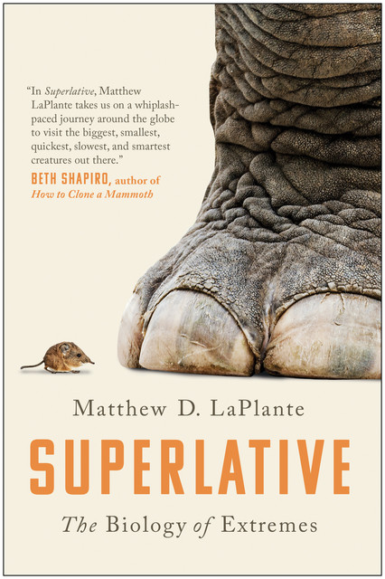 Superlative, Matthew LaPlante