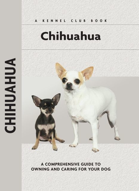Chihuahua, Barbara Andrews