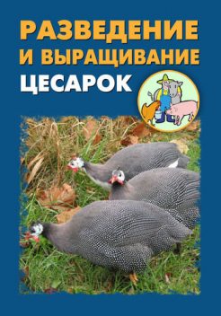 Разведение и выращивание цесарок, Илья Мельников