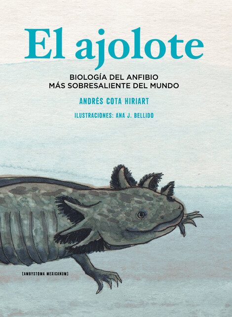 El ajolote, Andrés Cota Hiriart