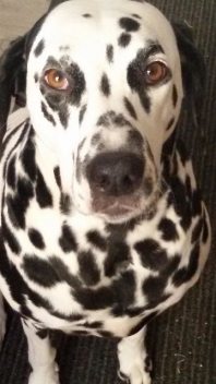Vom Glück einen Hund zu haben, Monika Drewes