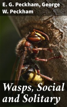 Wasps, Social and Solitary, E.G. Peckham, George W. Peckham