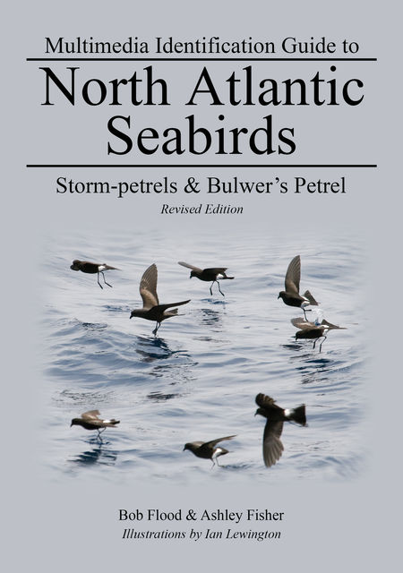 Storm-petrels & Bulwer's Petrel, Ashley Fisher, Bob Flood, Ian Lewington