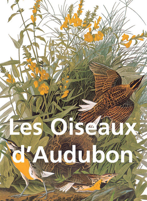 Les Oiseaux d'Audubon, John James Audubon