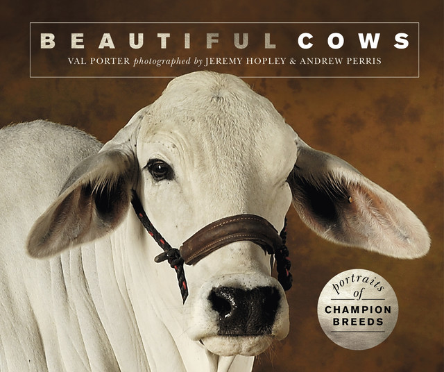 Beautiful Cows, Valerie Porter