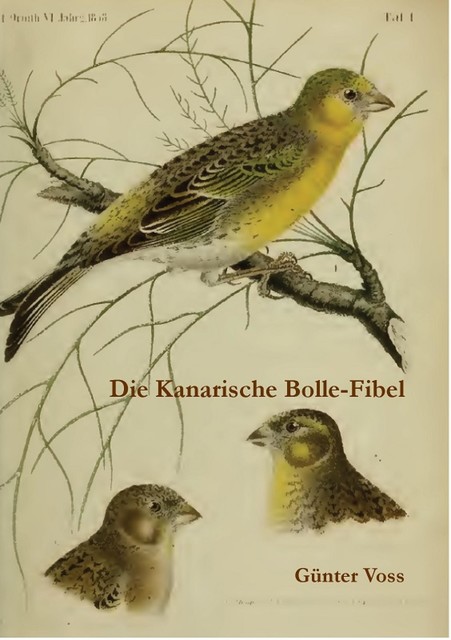 Die Kanarische Bolle-Fibel, Günter Voss