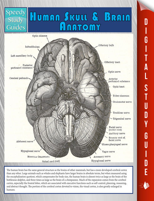 Human Skull And Brain Anatomy (Speedy Study Guide), Speedy Publishing