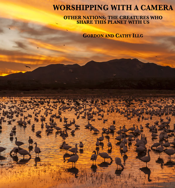 Worshipping with a Camera, Cathy Illg, Gordon Illg