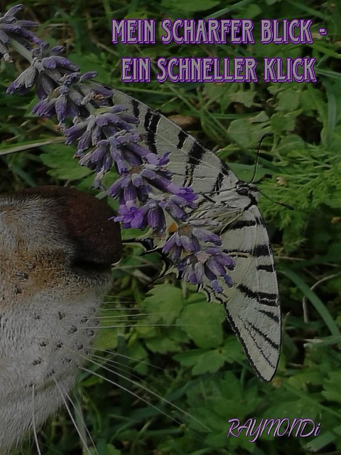 mein _scharfer_BLICK☆ein_schneller-KLICK☆IDEE+GLÜCK, RAYMONDi