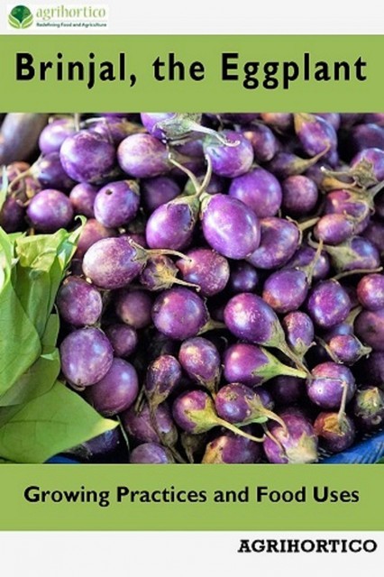Brinjals, the Eggplant, Agrihortico CPL