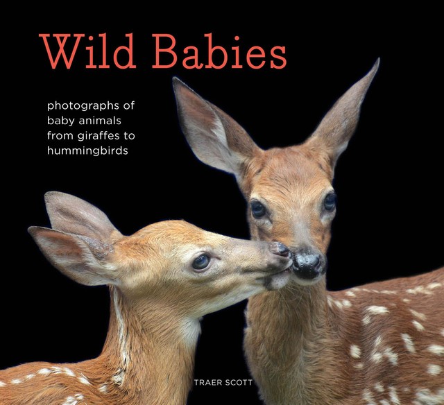 Wild Babies, Traer Scott