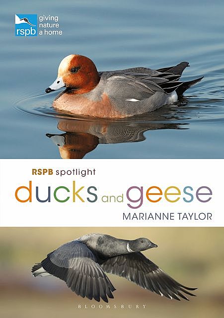 RSPB Spotlight Ducks and Geese, Marianne Taylor