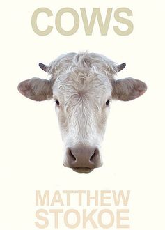 Vacas, Matthew Stokoe