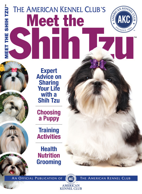 Meet the Shih Tzu, American Kennel Club