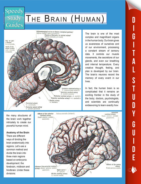 The Brain (Human) (Speedy Study Guides), Speedy Publishing