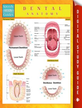 Dental Anatomy Speedy Study Guides, Speedy Publishing