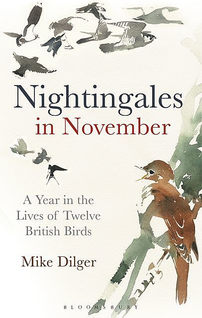 Nightingales in November, Mike Dilger