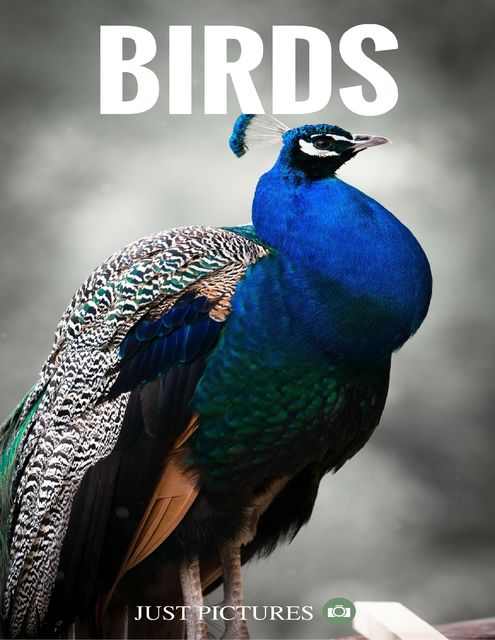 Birds, Just Pictures