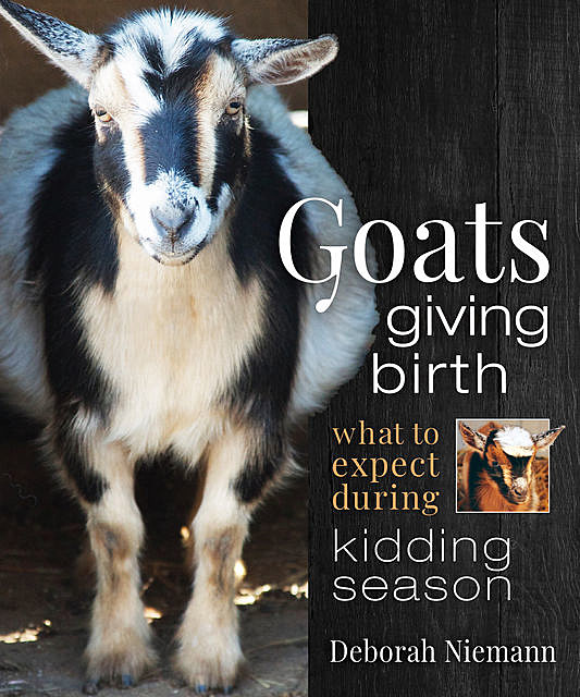 Goats Giving Birth, Deborah Niemann