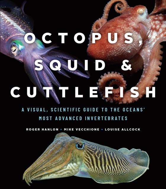Octopus, Squid & Cuttlefish, Mike Vecchione, Louise Allcock, Roger Hanlon