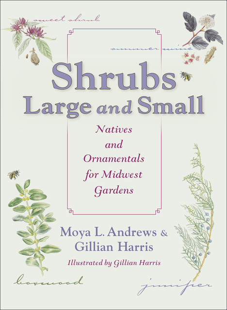 Shrubs Large and Small, Moya L.Andrews