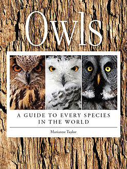 Owls, Marianne Taylor