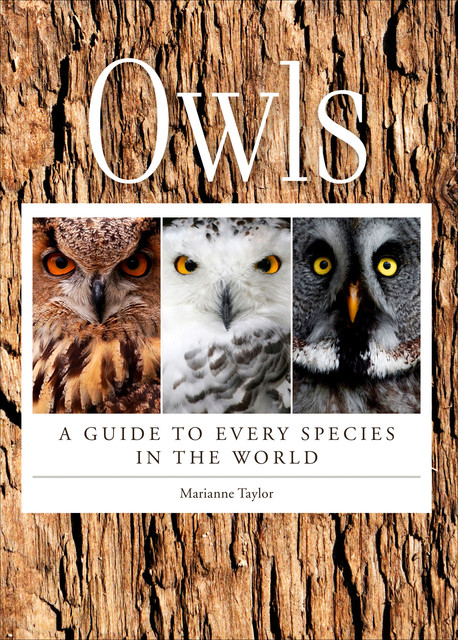 Owls, Marianne Taylor