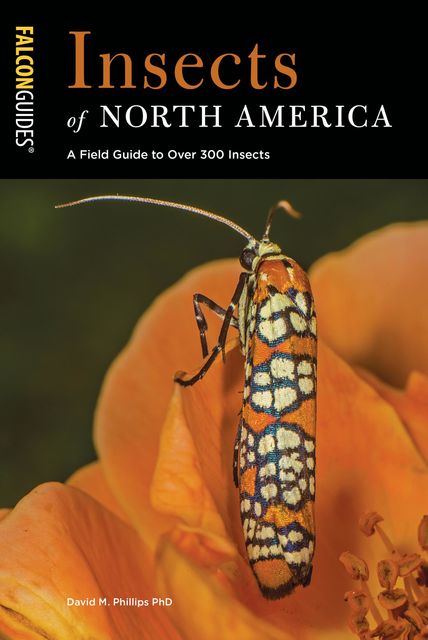 Insects of North America, David Phillips