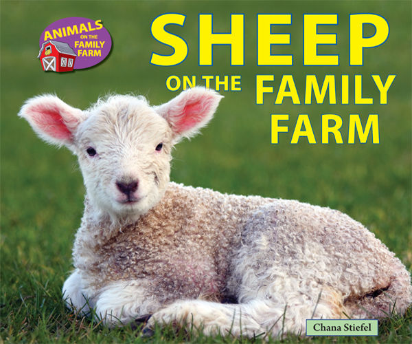 Sheep on the Family Farm, Chana Stiefel