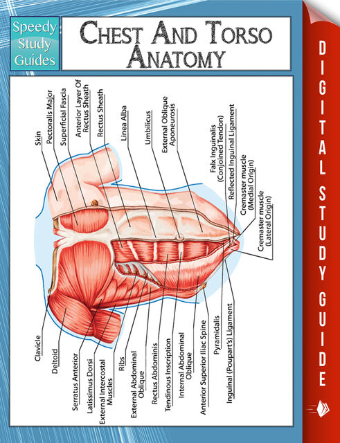 Chest And Torso Anatomy (Speedy Study Guide), Speedy Publishing