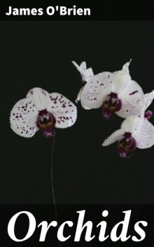 Orchids, James O'Brien