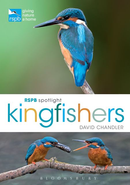 RSPB Spotlight Kingfishers, David Chandler