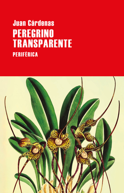 Peregrino transparente, Juan Cárdenas