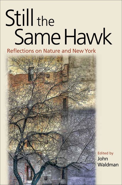 Still the Same Hawk, John Waldman