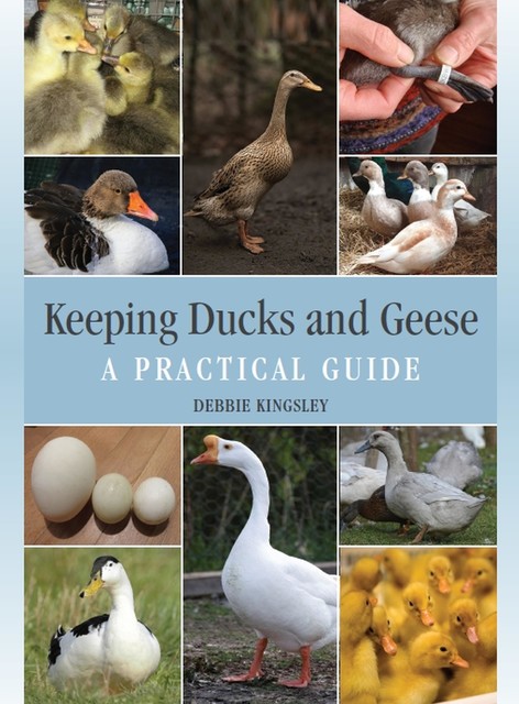 Keeping Ducks and Geese, Debbie Kingsley